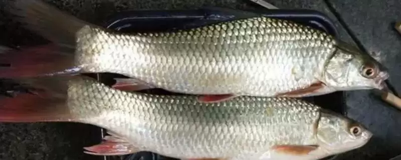 红眼鱼吃什么食物 ，吃动植物对红眼鱼有啥好处-会东网
