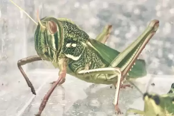 蝗虫是害虫还是益虫 ，蝗虫到底为啥是农业害虫插图1