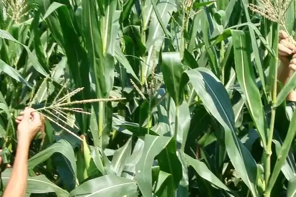 绿糯1号玉米种子特点解析,中抗小斑病优势受瞩目插图1 绿糯1号玉米种子特点解析,中抗小斑病优势受瞩目插图1