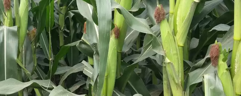 海迈 609 玉米种简介 ，保护地栽培提早播种有啥好处-会东网