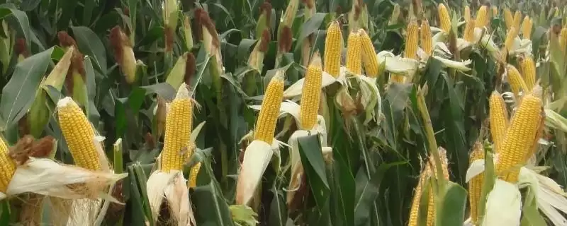 佳玉 13 玉米种子介绍 ，佳玉 13 玉米作为中熟杂交玉米有啥优势？-会东网