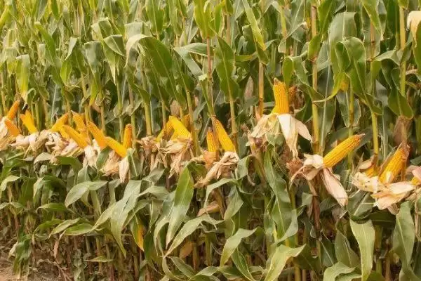 金苹 618 玉米种简介 ，金苹 618 玉米生育期 127 天左右，表现如何？插图3