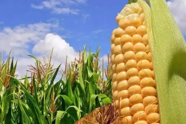 吉单 30 玉米种子介绍 ，4 月下旬至 5 月上旬播种注意啥插图3