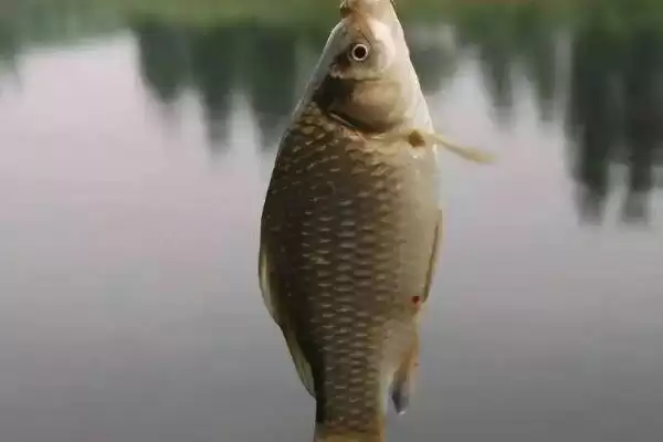 鲫鱼吃什么 ，鲫鱼只吃昆虫等食物，营养够吗？插图3