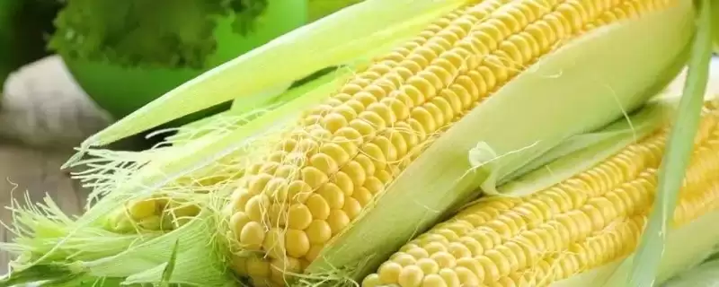 华糯 3 号玉米品种的特性 ，中抗茎腐病的华糯 3 号产量稳吗-会东网