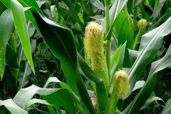吉爆 19 玉米品种简介 ，高抗茎腐病的它有啥好处插图1
