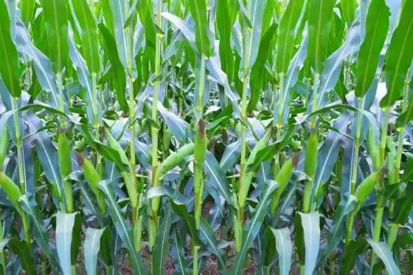 金豫 6 号玉米种子简介 ，金豫 6 号玉米有啥独特的种植要点？插图1