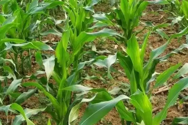 桂糯 538 玉米品种的特性 ，桂糯 538 玉米防涝抗旱咋做好？插图3