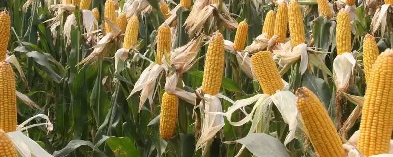 金瑞卡 1573 玉米种子简介 ，金瑞卡 1573 玉米为啥每亩种 4500 株？-会东网