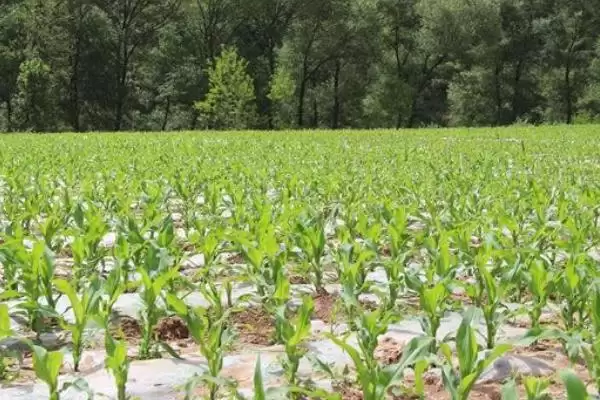 亨达 366 玉米品种简介 ,中晚熟的亨达 366 表现咋样插图2 亨达 366 玉米品种简介 ,中晚熟的亨达 366 表现咋样插图2