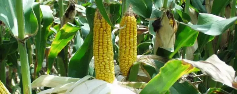 金华 188 玉米品种的特性 ，金华 188 玉米中抗穗腐病，有啥好处？-会东网