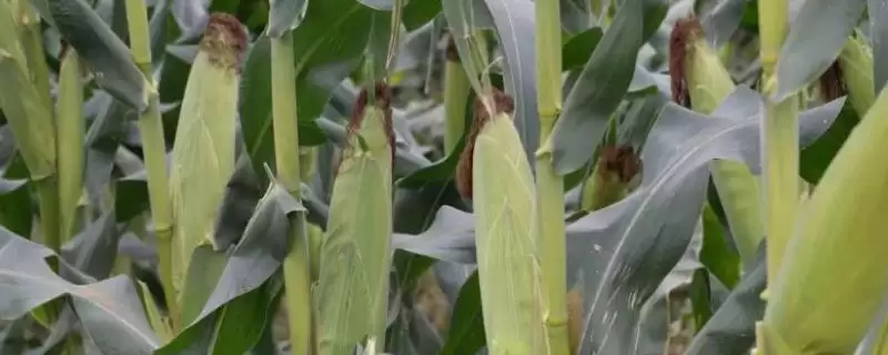 华玉 25 玉米种简介 ,单作 3500 株 亩种植产量高吗-会东网