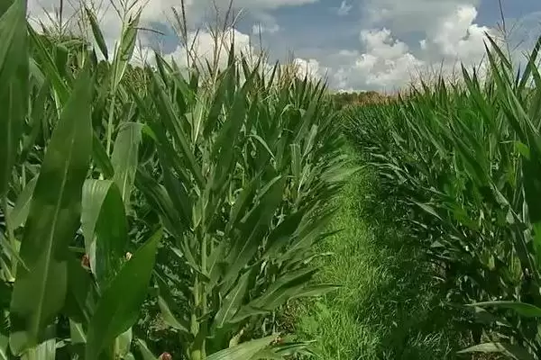 好日子 838 玉米种子简介 ，夏播 105 天的它效益如何插图3