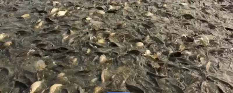 鲫鱼吃什么 ，鲫鱼只吃昆虫等食物，营养够吗？-会东网