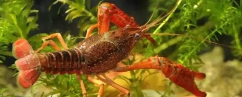 家养小龙虾要喂什么 ，家养小龙虾喂蚯蚓等食物合适吗？-会东网