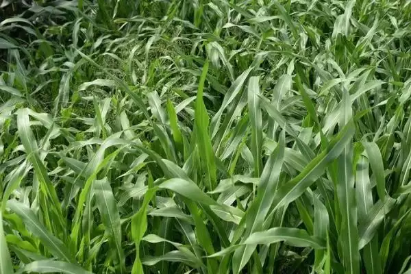 湖北农村种什么比较赚钱 ，秋葵种植收益为啥可观插图2
