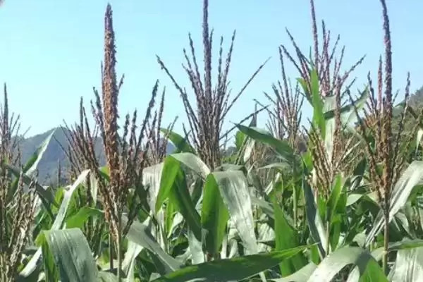 禾硕 107 玉米种简介 ,种子包衣防地下害虫咋操作插图1 禾硕 107 玉米种简介 ,种子包衣防地下害虫咋操作插图1