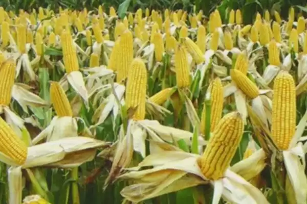 金苹 618 玉米种简介 ，金苹 618 玉米生育期 127 天左右，表现如何？插图4