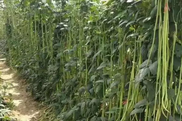 豇豆定植后如何管理 ，豇豆定植后浇稳苗水有啥作用？插图1