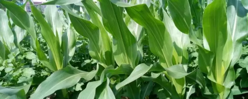 吉农玉 2138 玉米种子简介 ，吉农玉 2138 玉米中抗茎腐病，种植风险大吗？-会东网