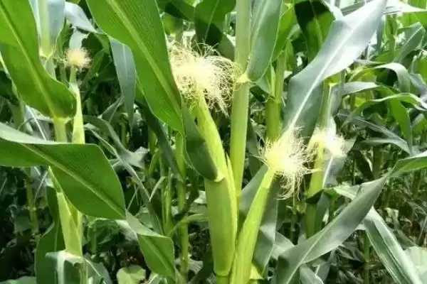 均达1号玉米种子特性揭秘，种植密度不宜过大要点解读插图2