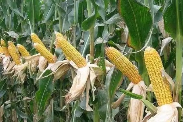 纪元 2 号玉米种子特点 ，纪元 2 号玉米中抗灰斑病，种植风险大吗？插图2