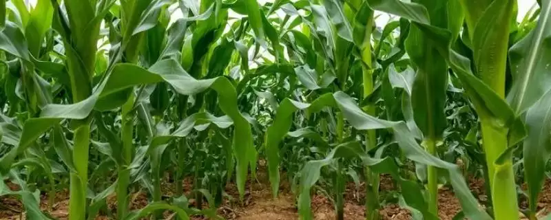 吉农玉 588 玉米品种的特性 ，吉农玉 588 玉米中抗大斑病，优势在哪？-会东网