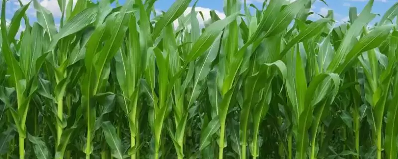 泓丰 656 玉米品种的特性 ,中抗茎腐病的它产量稳吗-会东网
