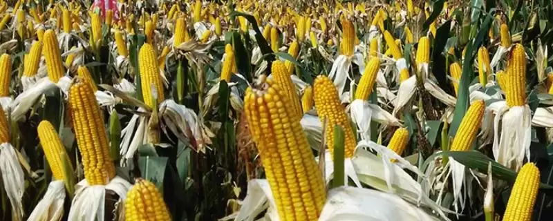 吉农玉 833 玉米品种的特性 ，吉农玉 833 玉米为啥父本比母本晚 3 - 5 天播种？-会东网