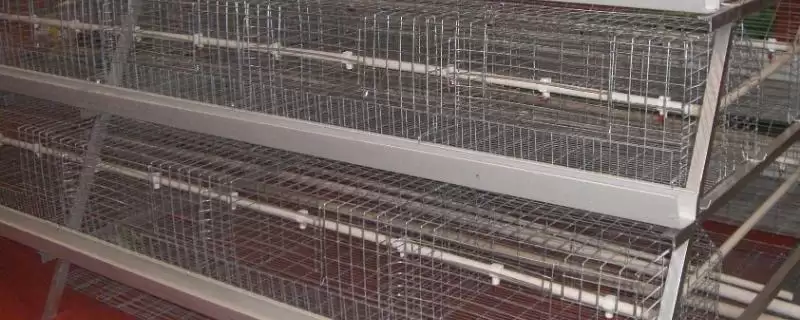 鸡笼如何搭建 ，根据鸡数量确定大小真的合理吗-会东网