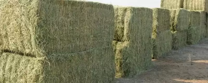 牧草饲料贮藏方法揭秘，搭建平台贮藏要点解读-会东网