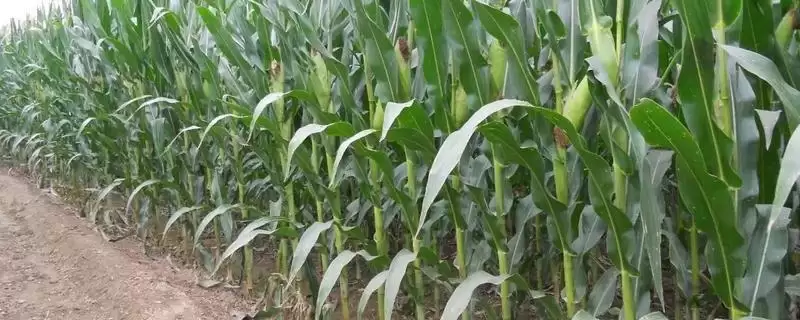 华美 335 玉米种子介绍 ，中抗茎腐病的它产量高吗-会东网
