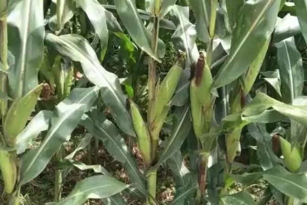 晋鹏玉 505 玉米种子介绍 ，晋鹏玉 505 玉米 4 月下旬至 5 月上旬播种，为啥选这时候？插图2