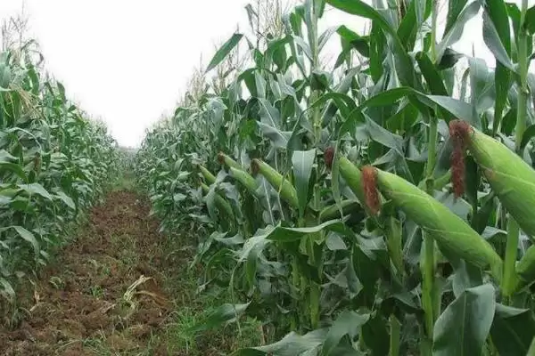 金苹 618 玉米种简介 ，金苹 618 玉米生育期 127 天左右，表现如何？插图1