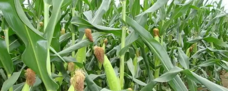 豪迪 2188 玉米种子特点 ，咋防豪迪 2188 茎腐病-会东网