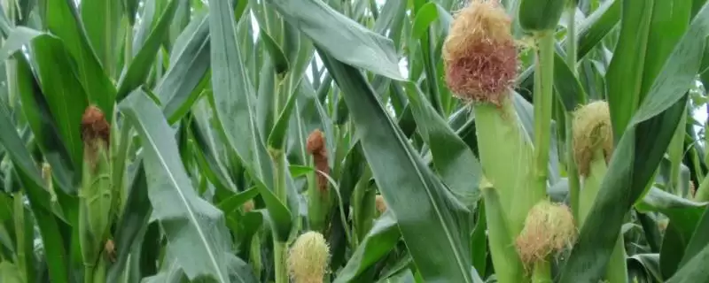 华耐甜玉 782 玉米种子简介 ，亩种 3500 株的它效益咋样-会东网