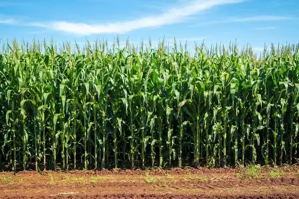 华元玉 3311 玉米种子介绍 ,3 月上中旬播种育苗有啥好处插图3 华元玉 3311 玉米种子介绍 ,3 月上中旬播种育苗有啥好处插图3