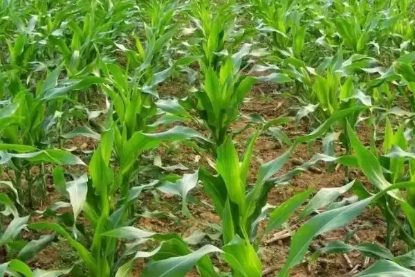 金地 915 玉米种子特点 ,金地 915 玉米春播 129 天,表现如何?插图2 金地 915 玉米种子特点 ,金地 915 玉米春播 129 天,表现如何?插图2