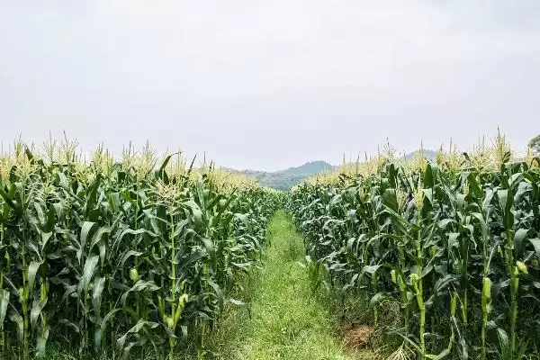 津北 288 玉米种子介绍 ，津北 288 玉米有哪些独特的种植要点？插图2
