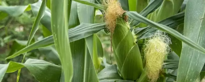 桂单 0811 玉米种子特点 ，桂单 0811 玉米高抗茎腐病，种植风险大吗？-会东网
