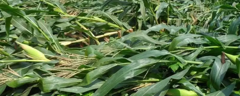 禾盛 219 玉米品种简介 ，中抗腐霉茎腐病的它产量稳吗-会东网