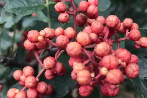 花椒的市场价格 ，各地区花椒售价为啥有差异插图1