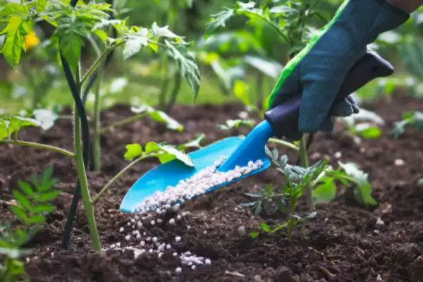 钾肥的作用 ，钾肥促进作物光合作用，效果咋样？插图3