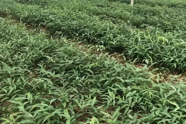 黄精的繁殖技术 ，用这技术繁殖黄精能成功吗插图3