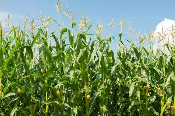 金粒 1711 玉米种简介 ，金粒 1711 玉米北疆春播 110 天左右，有啥优势？插图1