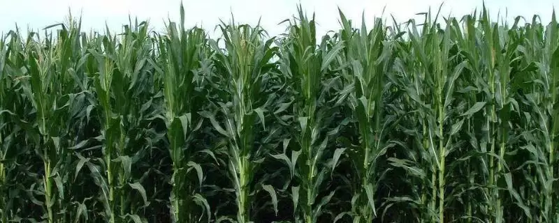 菏玉 189 玉米品种简介 ，5000 株  亩密度种植有啥优势-会东网