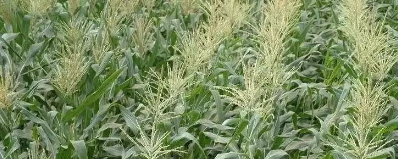 金京 217 玉米种子简介 ，金京 217 玉米中抗大斑病，产量受影响吗？-会东网