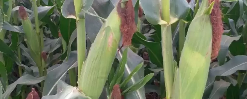 金诚玉 802 玉米种子简介 ，金诚玉 802 玉米为啥密度 4500 株／亩左右？-会东网