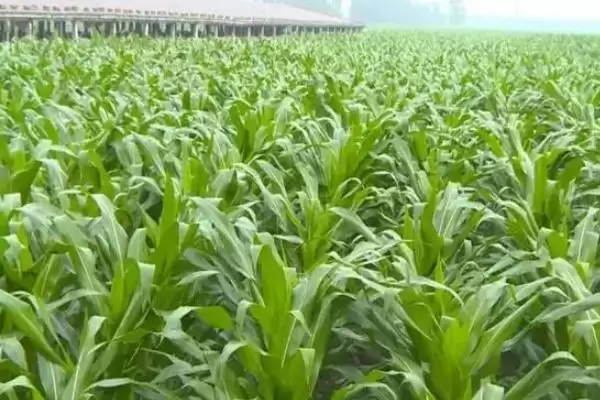 佳 310 玉米种子特征特性 ,佳 310 玉米中抗茎腐病,产量有保障吗?插图3 佳 310 玉米种子特征特性 ,佳 310 玉米中抗茎腐病,产量有保障吗?插图3