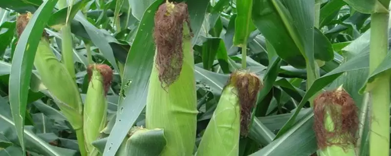 金农 989 玉米种子特点 ,金农 989 玉米为啥 4 月下旬至 5 月上旬播种?-会东网